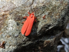 Dictyoptera