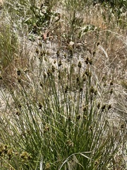 Carex subfusca