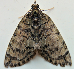 Hydriomena transfigurata