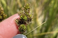 Carex subfusca