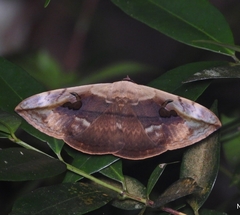 Hypopyra vespertilio