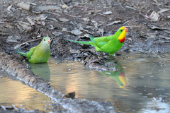 Superb Parrot photo 2