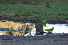 Superb Parrot photo 5