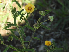 Gaya parviflora