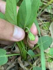 Viola selkirkii