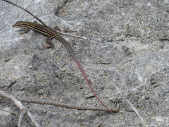 Aspidoscelis sackii