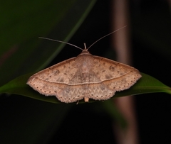 Hypospila creberrima