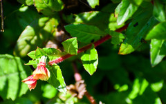Oenothera epilobiifolia