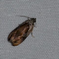 Zomaria interruptolineana