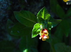 Oenothera epilobiifolia