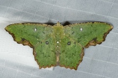 Dooabia puncticostata