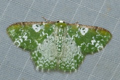 Eucyclodes albisparsa