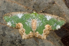 Eucyclodes albisparsa