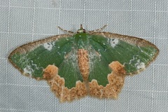 Eucyclodes albisparsa