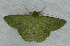 Herochroma urapteraria