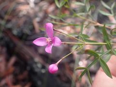 Boronia rivularis