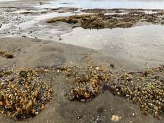 Ciocalypta polymastia