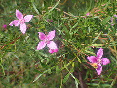 Boronia rivularis