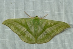 Mixochlora vittata