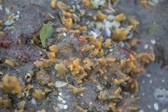 Ciocalypta polymastia