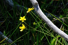 Ranunculus occidentalis occidentalis