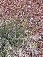 Astragalus coltonii moabensis