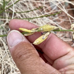 Astragalus coltonii moabensis