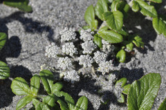 Glehnia littoralis leiocarpa