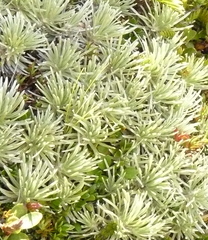 Celmisia sessiliflora