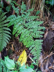 Lindsaea trichomanoides
