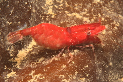 Spirontocaris arcuata