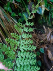 Lindsaea trichomanoides