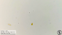 Haematococcaceae