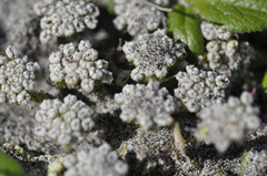 Glehnia littoralis leiocarpa