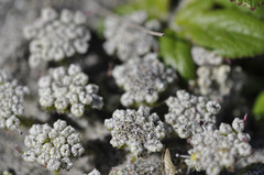 Glehnia littoralis leiocarpa