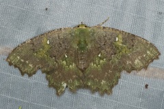 Paramaxates macrocerata