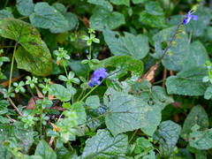 Salvia scutellarioides