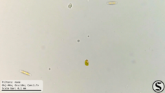 Haematococcaceae