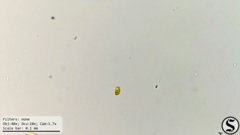 Haematococcaceae