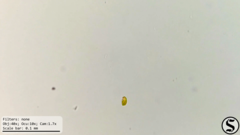Haematococcaceae
