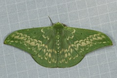 Tanaorhinus malayanus