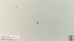 Haematococcaceae