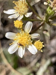 Senecio integerrimus ochroleucus