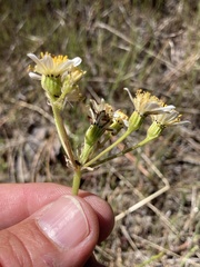 Senecio integerrimus ochroleucus