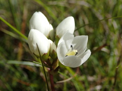 Gentianella montana montana