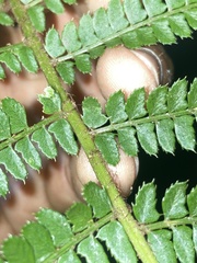 Polystichum montevidense