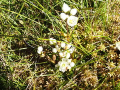Gentianella montana montana