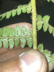 Polystichum montevidense