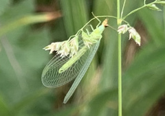 Chrysopa oculata