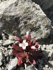 Epilobium pycnostachyum